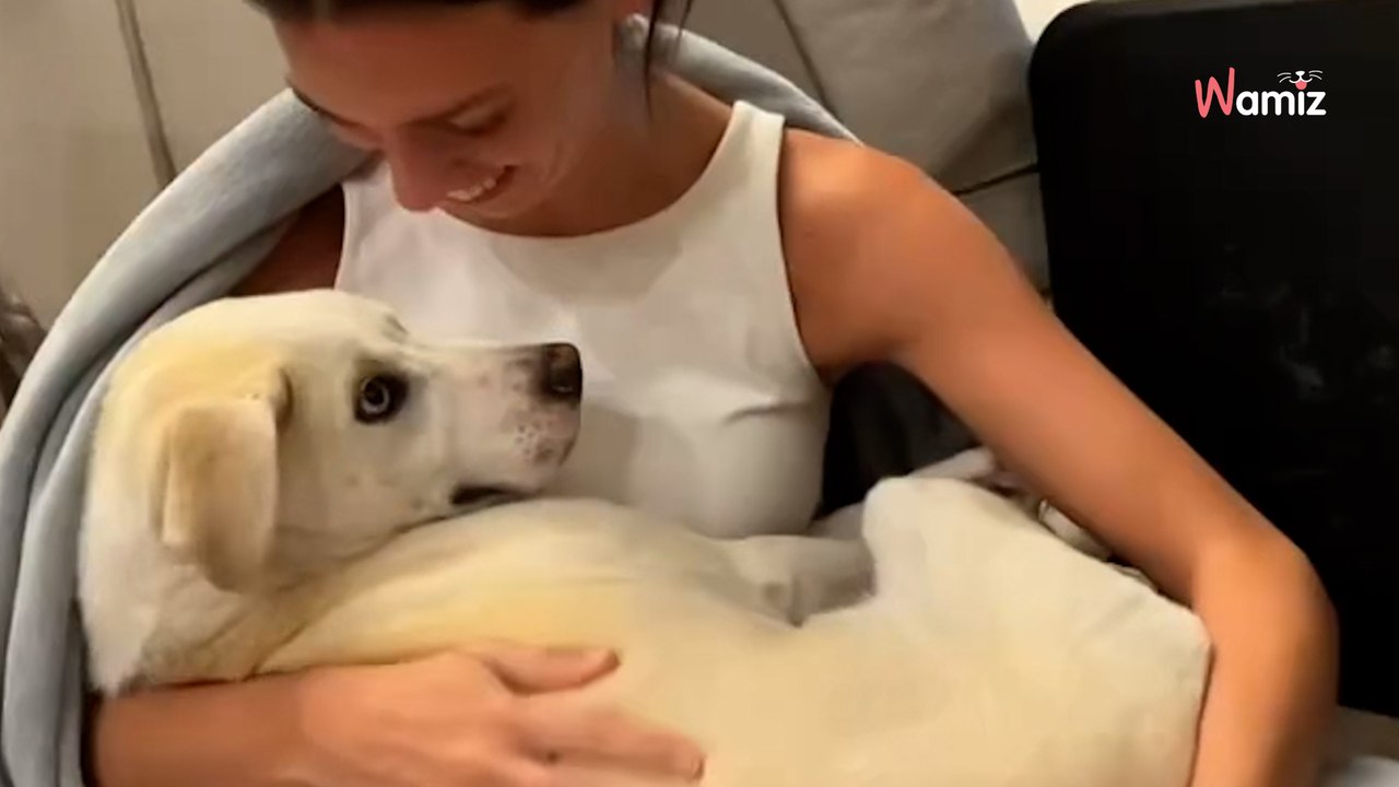 Ils visitent un refuge "juste pour voir" les chiens : ils repartent avec un chiot de manière inopinée (vidéo)