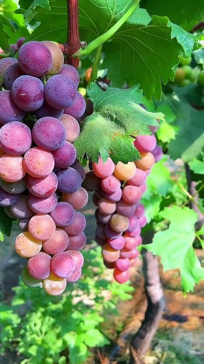 How to prune grapevines well