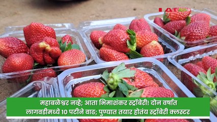 भिमाशंकर होतंय पुण्यातील स्ट्रॉबेरीचं हब!