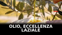 Il Lazio eccellenza nel patrimonio olivicolo: i dati del 2024