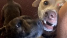 Familienhund lernt im Urlaub einen Freund kennen: Eine schwere Entscheidung steht bevor (Video)
