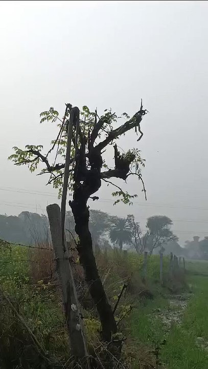 नेवले और नाग की लड़ाई में नाग की हुई मौत वियोग में नागिन 24 घंटे से ज्यादा बैठी रही पेड़ नाग के पास