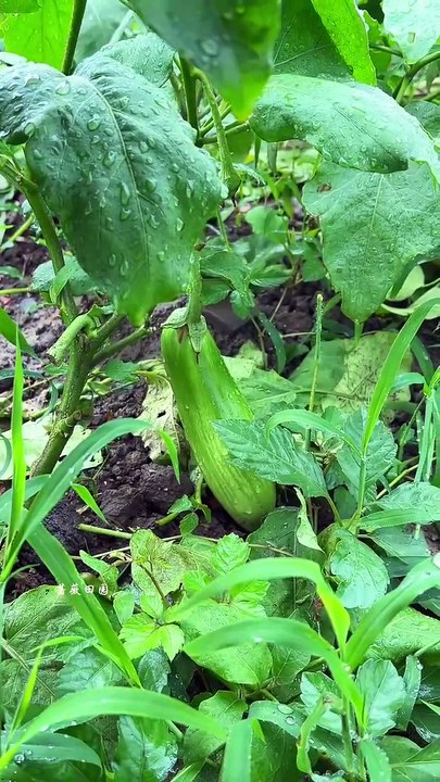 How to grow spinach in the field