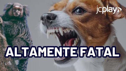 RAIVA HUMANA: saiba os sintomas e como se prevenir da doença