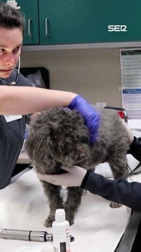 La protectora que cuida a los animales tras los incendios en Los Ángeles