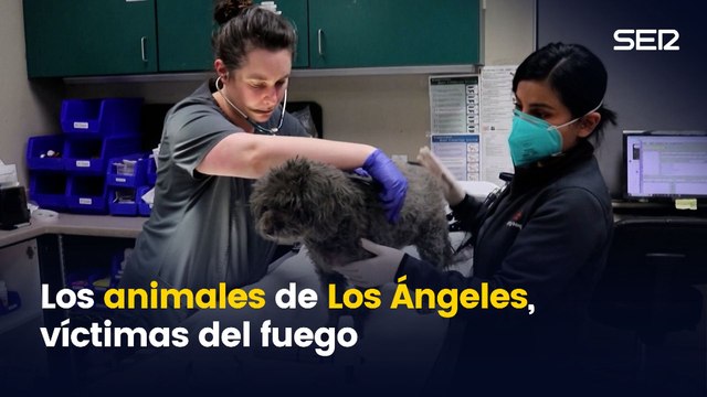 La asociación que protege a los animales tras los incendios de Los Ángeles