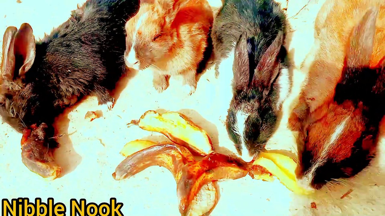 AMIZING animals 😱