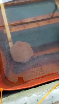 Cek pemijahan lele dipagi hari ternyata induk lele pada lemas setelah kawin