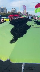 Enjambre de avispas atacó un balneario en plena temporada: mirá lo que pasó.