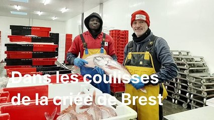 dans-les-coulisses-de-la-criee-de-brest