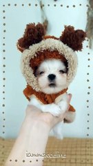 ⚠️May Cause Cuteness Overload 🥰