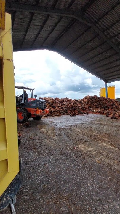 Palm Oil
