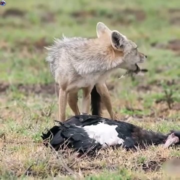 The Stork Seems To Lose To The Attack Of The Jackal Caught On Camera 🐕vs🦩