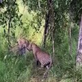 The Young Leopard Bravely Confronts The Older Leopard Caught On Camera 🐆vs🦌