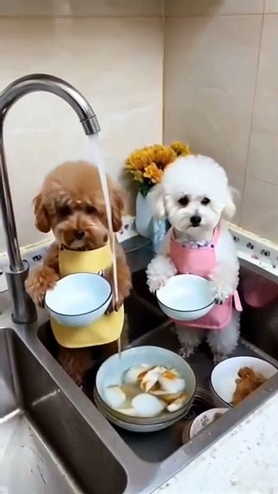 Selbst wenn ich einen Knochen hätte, würde ich uns beide zwingen, eine Menge solcher Gerichte abzuwaschen.