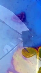 Larva lele umur 3 hari dari menetas harus diberi pakan CACING SUTERA