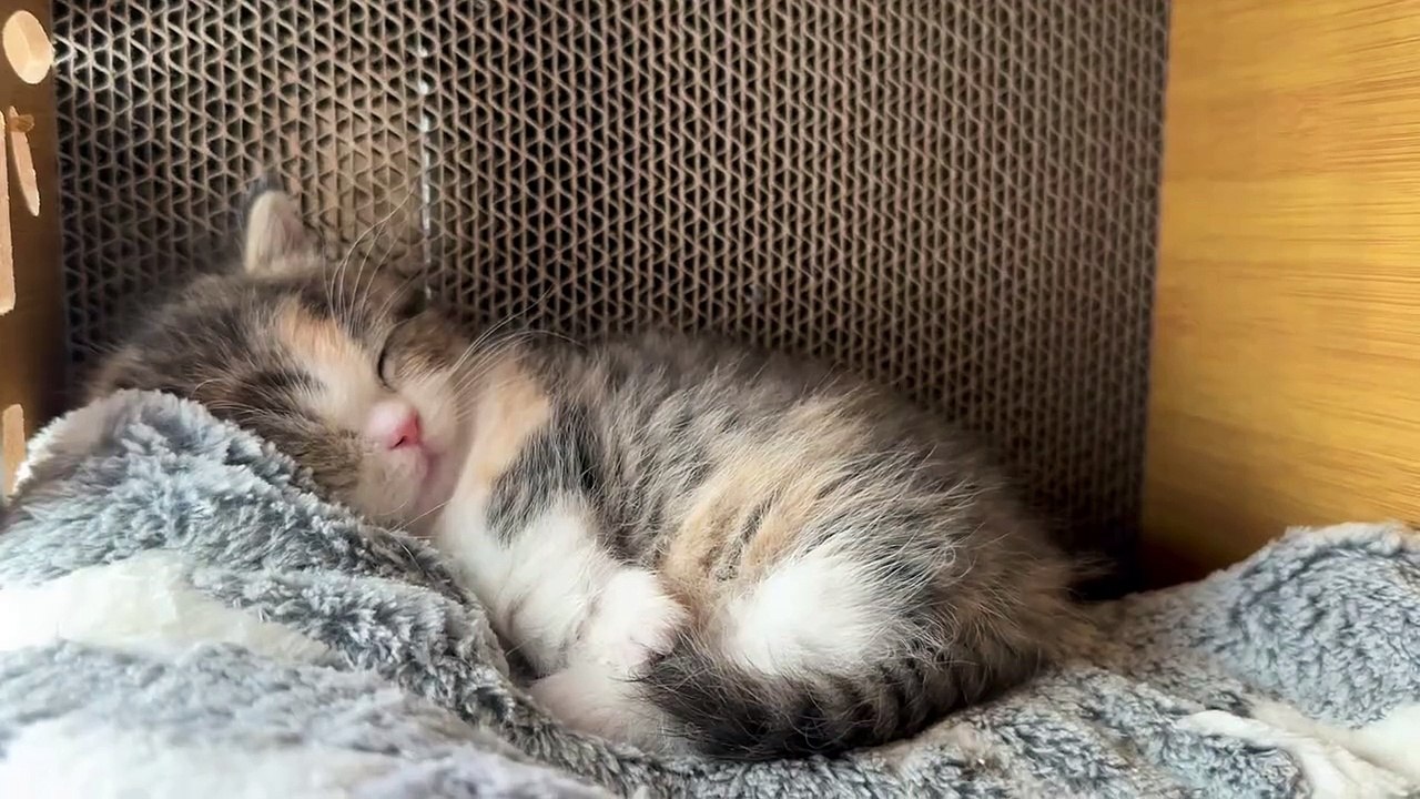 cute kitty