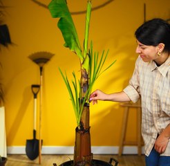 Déverrouillez la clé des plantes et des sols SAIN !