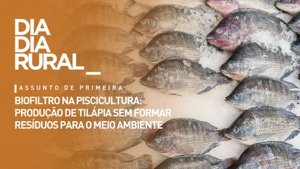 Biofiltro na piscicultura: produção de tilápia sem formar resíduos para o meio ambiente