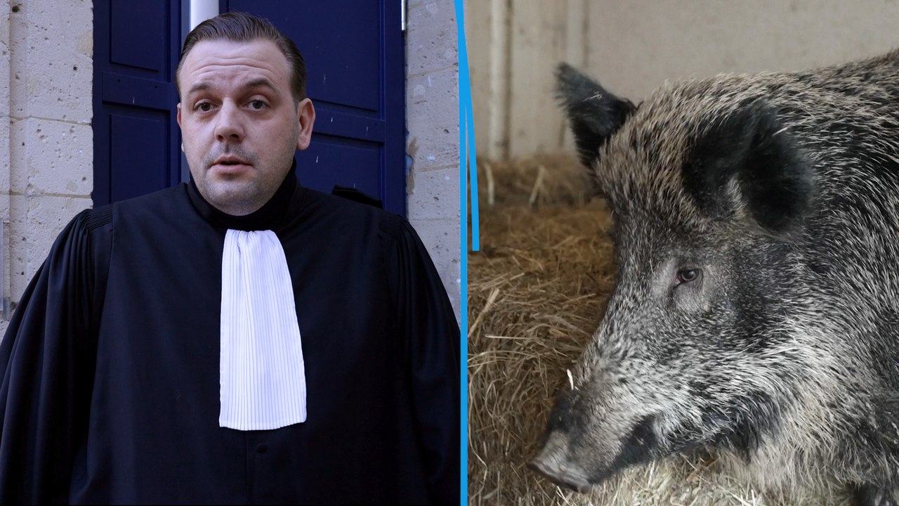 « Il faut y croire » : Élodie, suspendue à la décision du tribunal pour sauver sa laie Rillette