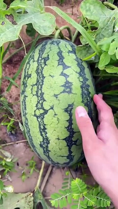 How to check watermelon is sweet or not
