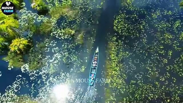 Why Are Invasive Species In The Us Attacking Cities_ _ Invasive Species