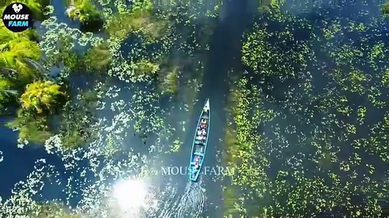 Why Are Invasive Species In The Us Attacking Cities_ _ Invasive Species