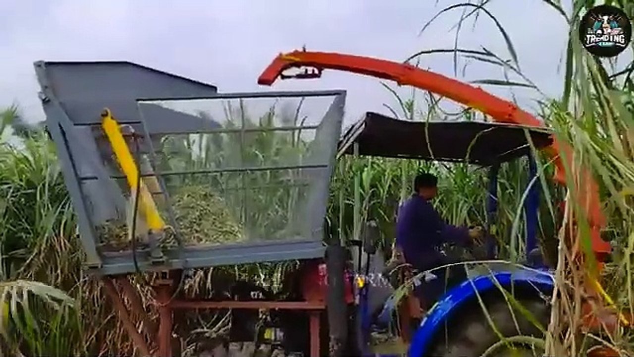 How Farmers Became A Millionaire By Raising And Processing Millions Of Donkeys _