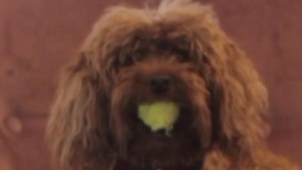 Can Dog Owners Begin to Notice Their Dog’s Intentions?