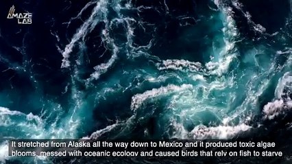Are Heatwaves Underwater Causing Severe Damage To Our Ocean Floor?