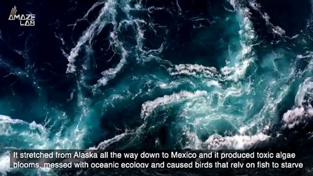 Are Heatwaves Underwater Causing Severe Damage To Our Ocean Floor?