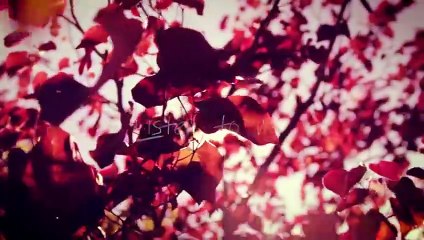 ANIMATED SHORT FILM | TRUE LOVE NEVER DIES