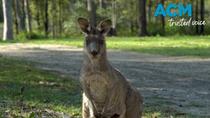 Man faces court after 98 roos found dead on army base