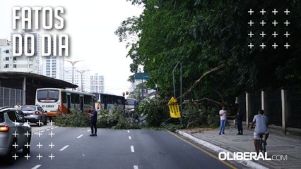 Árvore de grande porte cai na avenida Almirante Barroso em frente ao Bosque, em Belém