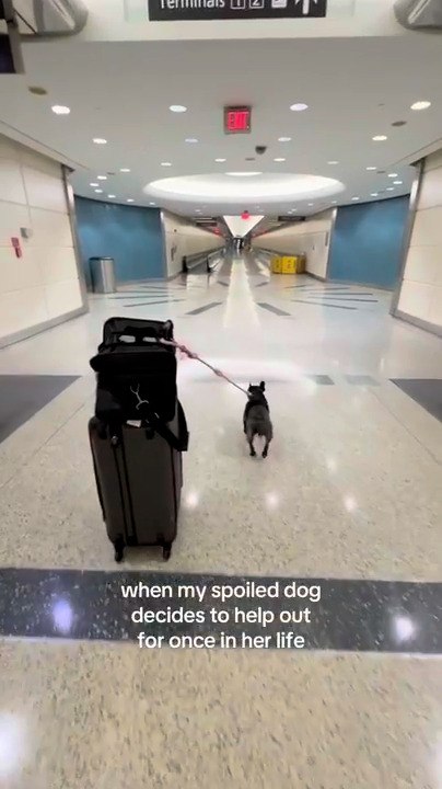 French Bulldog Pulls Suitcase