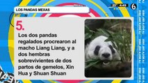 Esta es la historia de los pandas en México