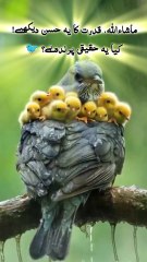 Har Aik Ko Surah Rahman Se Fayda Milta Hai 01 #SurahRahman #Fayda #BlessingsHar Aik Ko Surah Rahman Se Fayda Milta Hai 01 #SurahRahman #Fayda #BlessingsHar Aik Ko Surah Rahman Se Fayda Milta Hai 01 #SurahRahman #Fayda #Blessings