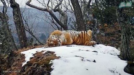 Cuộc Báo Thù Tàn Khốc Trong Đêm Lạnh Của Vị Vua Rừng Tuyết  Khổng Lồ Hổ Amur