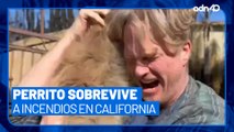 ¡Milagro! Un hombre se reúne con su mascota tras una semana de incendios en California