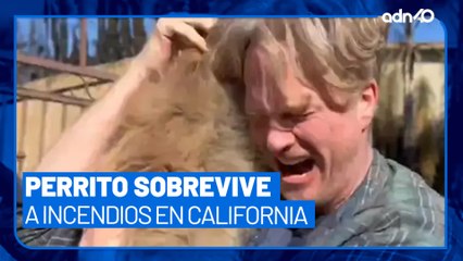 ¡Milagro! Un hombre se reúne con su mascota tras una semana de incendios en California