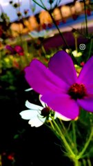 Trial shoot of flowers in the backyard garden