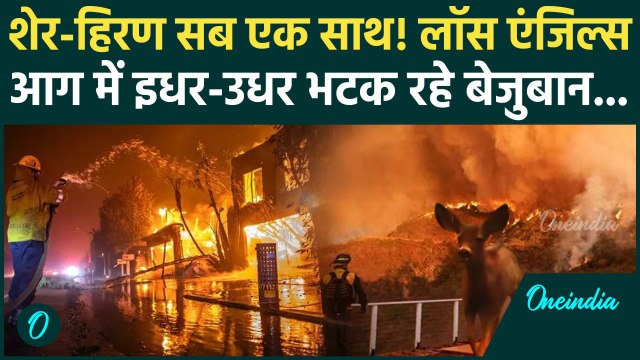 California Wildfires: आग के चलते Los Angeles में शेर-हिरण सब एक साथ | America Fire | वनइंडिया हिंदी