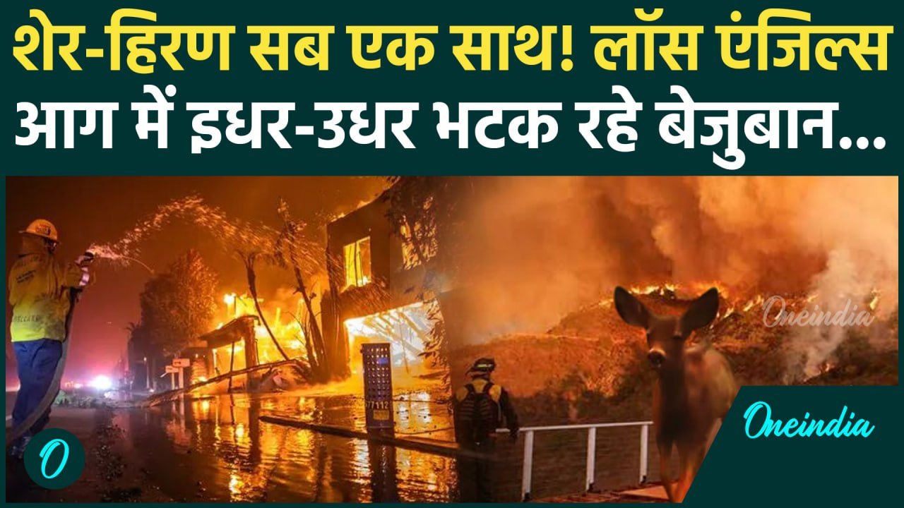 California Wildfires: आग के चलते Los Angeles में शेर-हिरण सब एक साथ | America Fire | वनइंडिया हिंदी