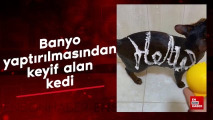 Banyo yaptırılmasından keyif alan kedi