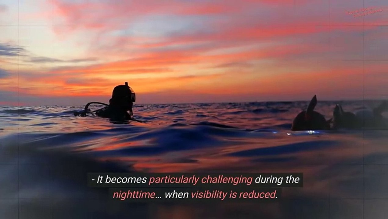 How to Safely Dive with Manta Rays at Night