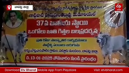 ఒంగోలు జాతి ఎడ్ల బలప్రదర్శన- సంక్రాంతి సంబరాలు