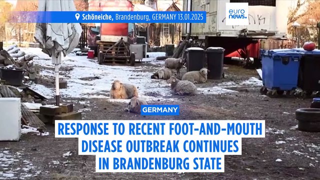 Pre-emptive culling continues as Berlin battles first outbreak of foot-and-mouth disease in 35 years