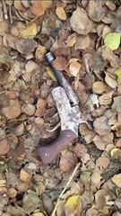 दुकानों में चोरी करने वाले दो चोरों को पुलिस मुठभेड़ में लगी गोली, दो कॉम्बिंग के दौरान किया गिरफ्तार