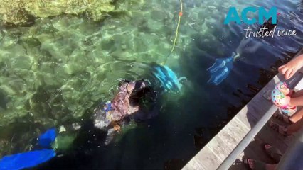 What's Under the Wharf at Narooma, 13-1-25, Bay Post