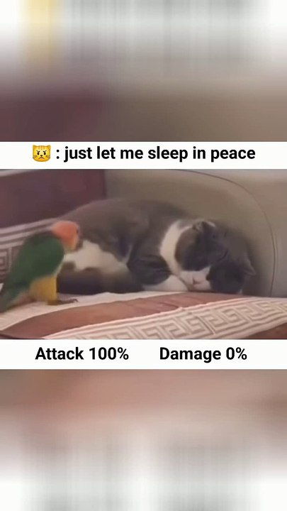🐱 Sleep Well, Kitty 💤